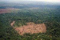 Забрињавајући подаци: Крчење Амазонске прашуме у Бразилу на највишем нивоу у протеклих 12 година