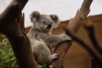 Požari ugrozili 60.000 koala u Australiji