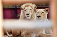 Četiri lava u zoološkom vrtu u Barseloni pozitivna na virus korona