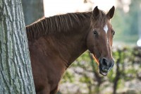 Коњ у Русији одгризао нос човјеку који се удварао његовој власници