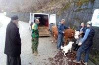 Milanova plemenitost ruši granice - poklonio kravu manastiru u Crnoj Gori