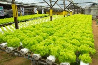 Otvorena najveća evropska farma za vertikalni uzgoj povrća