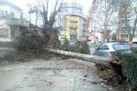 Приједор: Вјетар срушио стабло од 15 метара, нема повријеђених