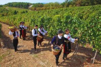 Duga tradicija vinograda Karađorđevića u Topoli: Kraljevsko vino stiglo u cijeli svijet