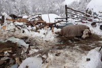 Strašan prizor: Snijeg srušio krov štale, 3 krave uginule, veterinari se bore za četvrtu