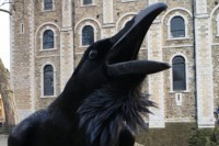 Nestala ''kraljica'' među gavranima-čuvarima Londonskog tornja