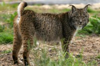 Најрjеђа мачка на свијету: Иберијском рису пријети истребљење