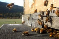 Пчеле нестају, научници забринути