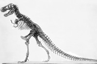 Naučnici otkrili prve ostatke embriona iz roda tiranosaurus