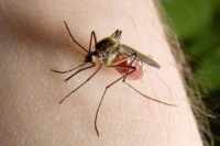 Забинутост због нове врсте маларичног комарца у Африци