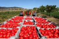 Turski paradajz slađi od domaćeg