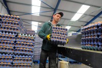 Jaja iz Donjeg Žabara ponovo putuju u evropske fabrike
