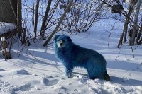Šokantni prizori iz Rusije: Šta je sa psima?
