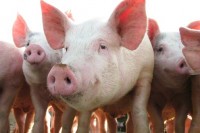 Научници научили четири свиње да играју видео-игрице њушком