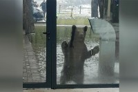 Mladunci medvjeda u blizini centra Berana