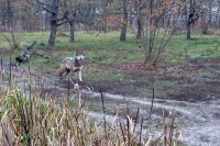 Vukovima u BiH prijeti nestanak