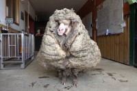 Аустралија: У шуми пронађен ован обрастао са 35 килограма вуне