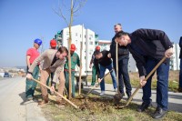 U banjalučkom naselju Ada zasađena stabla katalpe