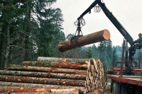Pad proizvodnje i prodaje u šumarstvu