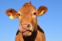 Bitkoinka prva krava u Crnoj Gori plaćena bitkoinom