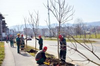 Дрвореди богатији за 200 садница