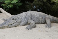 Јужноафричка Република: Ухваћена 52 од укупно 160 одбјеглих крокодила