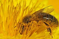 Велике концентрације полена повећавају инфекцију од ковида