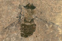 Научници пронашли 47 милиона година стару муву