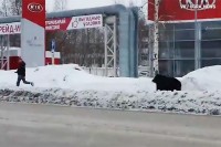Medvjed jurio čovjeka po centru grada VIDEO