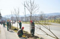 Drvoredi bogatiji za 200 sadnica