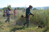 Bijeljina: Uklanjanje ambrozije sa 600.000 kvadrata javnih površina