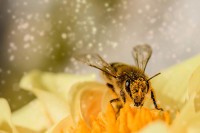 Naučnici otkrili tajnu mozgova pčela