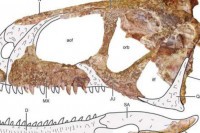 Откривен непознати диносаурус, као Т-рекс са бољим слухом