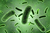 Пронађене бактерије непознате људском имуном систему
