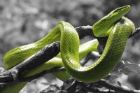 Људи би могли да производе отров као змије