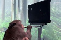 Маск објавио снимак мајмуна који игра игрицу користећи само ум