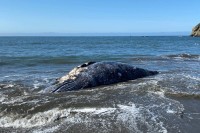 Kod San Franciska četiri mrtva siva kita u devet dana