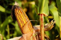 Планирана сјетва кукуруза на 18.000 хектара