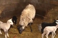 Čudo na imanju kod Laktaša: Ovca ojagnjila petorke VIDEO