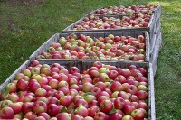 Firma iz Šamca dobila zeleno svjetlo za izvoz sadnica voća: Rusko tržište odskočna daska