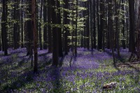Белгија: Звончићи у шуми Халербос очаравају посјетиоце