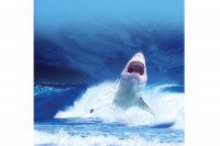 Сурфер коме је ајкула откинула ногу,може да задржи њен зуб