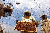 Pčele otkrivaju kovid