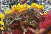 Мјештани „вјенчали” двије жабе ради призивања бога кише