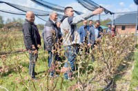 Рано сазријевање диже цијену србачке боровнице