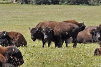Više od 45.000 ljudi se prijavilo za lov na bizone u Arizoni