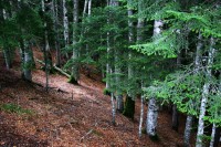 Obnovljena šuma površine Francuske