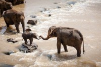 Grom ubio krdo od 18 slonova