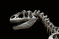Откривена нова врста крестастог диносауруса