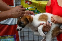 У Русији је почела вакцинација животиња против ковида-19